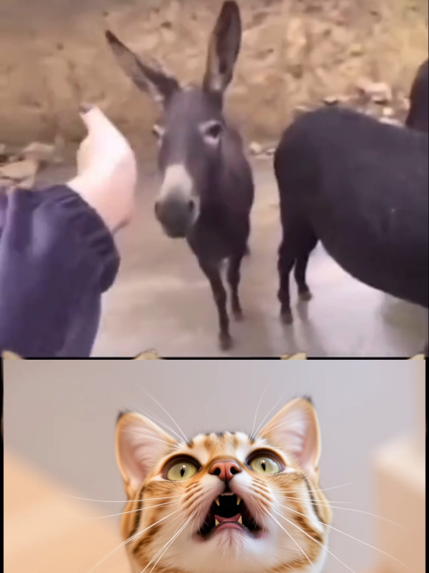 Олень, дикий лосось, Я погладила гуся.  #женскиймозг #юмор #funnymoments 