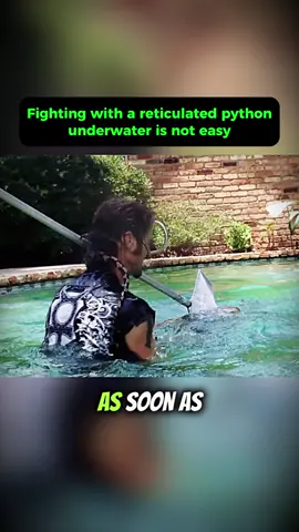 Part 2 | Fighting with a reticulated python underwater is not easy #billytheexterminator #exterminator #python #viral #1min 