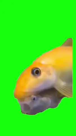 1 часть #рыбкацелуетрыбку