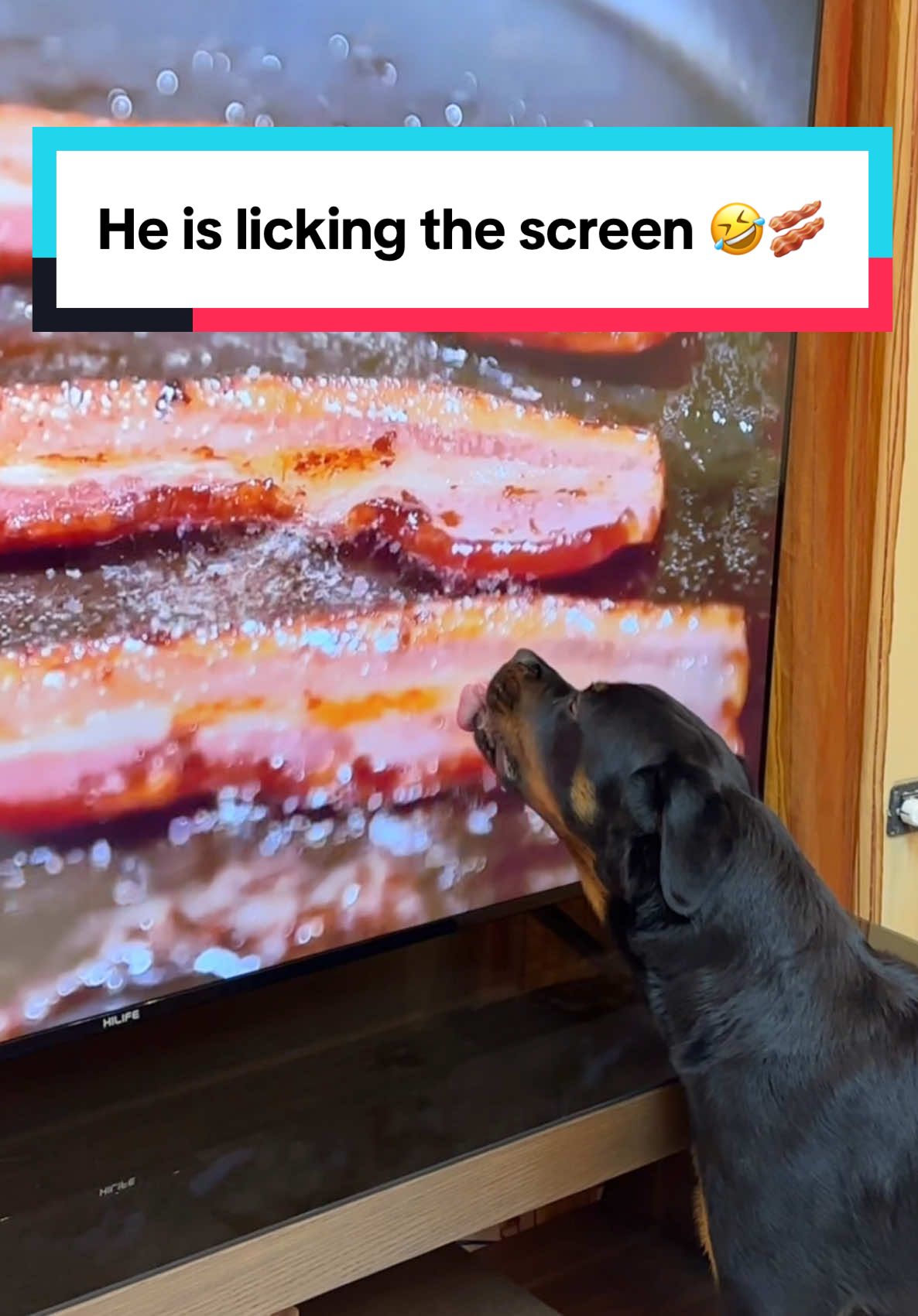 Odin: They bacon me 🙂 , check PART 2 🙄🤣 #bacon #trickdog #dogs #funnydog #fyb #rottweiler #puppylove #dogtricks #dogodin #dogtv #trickdog #odin_the_rottieu 