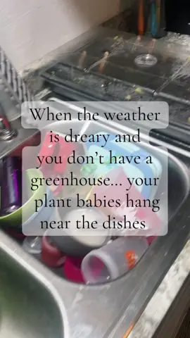 Have a great day! I’ll be here doing the never ending dishes 🫠😆 #plantbabies #seedlings #spring #plants #veggiegarden #flowergarden #garden 