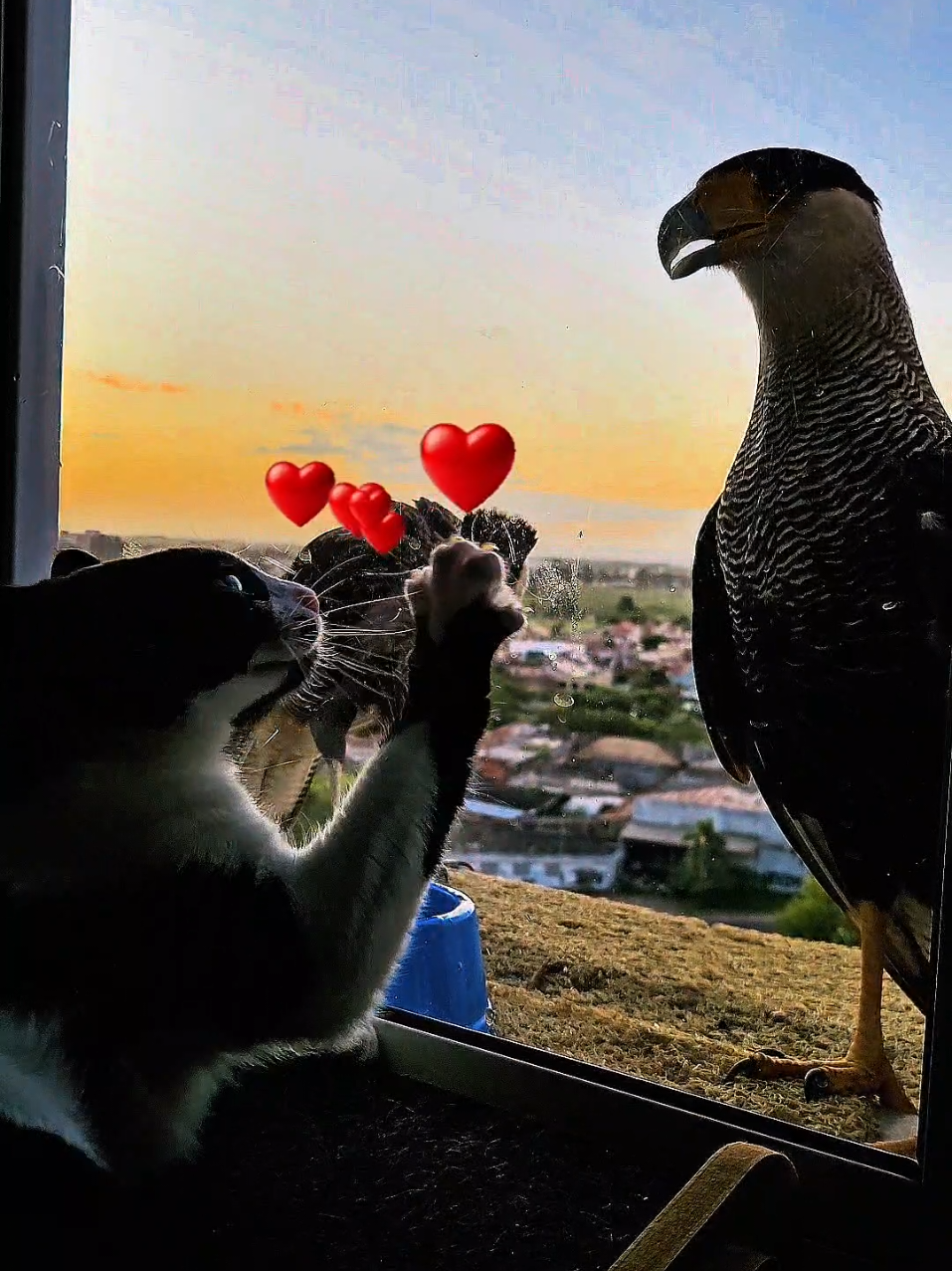 Mais um dia tranquilo na minha janela!  Carcará chuta o vidro, dá uma perna de ave para o filhote, que engole tudo de uma vez, e a gata tranquilamente tenta uma aproximação.  #fyp #falcon #cat #eagle #caracara 