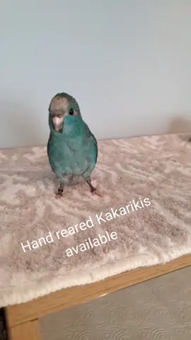 ✨ Hand-reared Kakarikis now available at Roxy’s Pet Shop! ✨ These playful, friendly parrots make amazing companions! Don't miss out—visit us at Bloxwich High Street, WS3 3LA, or call 01922 492521 for more info. Tag a bird lover! 🦜💛 #Kakariki #HandReared #PetParrot #RoxysPetShop