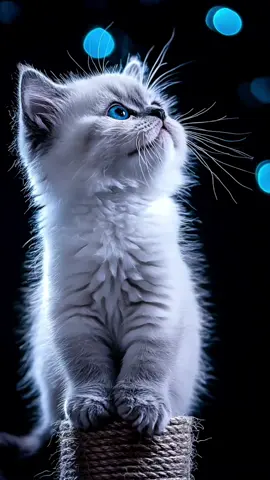Live wallpaper 4K 2025 - Cute Cat Antics LED Black Backdrop #wallpaper #livewallpaper #4k  #kitten #cartoonkitty #aivideo #klingai  #midjourney #ConSantanderConecto 