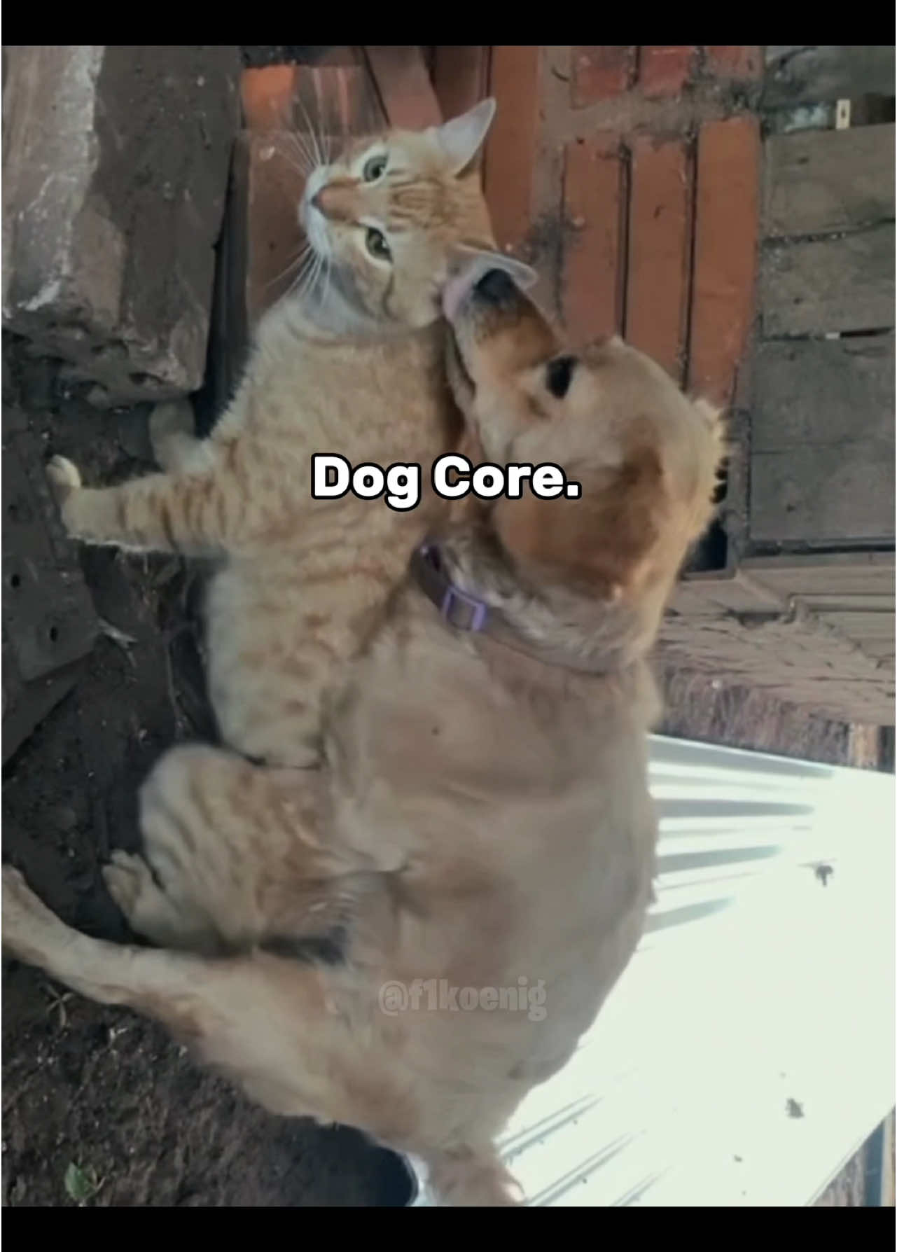 Dog core #dog #funnydog #animal #pets #funny #core #fyp #fy 