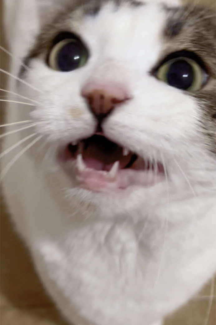 #catspeaking #meowcat #kucingmeow #meowdance #funnycat #tiktokmeow #miao #miaumiau🐈 #kittens #chatstory #catmodel #fup #xte #kot 