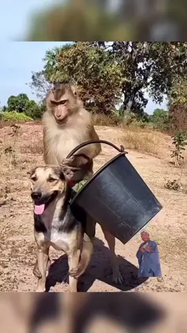When your best friend is also your personal ride! 🐵🐶 This monkey is living the dream, cruising on a dog like a pro! 😂🔥  #monkey #dog #funnyanimals #animalfriends #hilarious #viralvideo #pets #cutepets #fyp #crazyride #memes #epic #animalsdoingthings #trend #wildfun #adorable