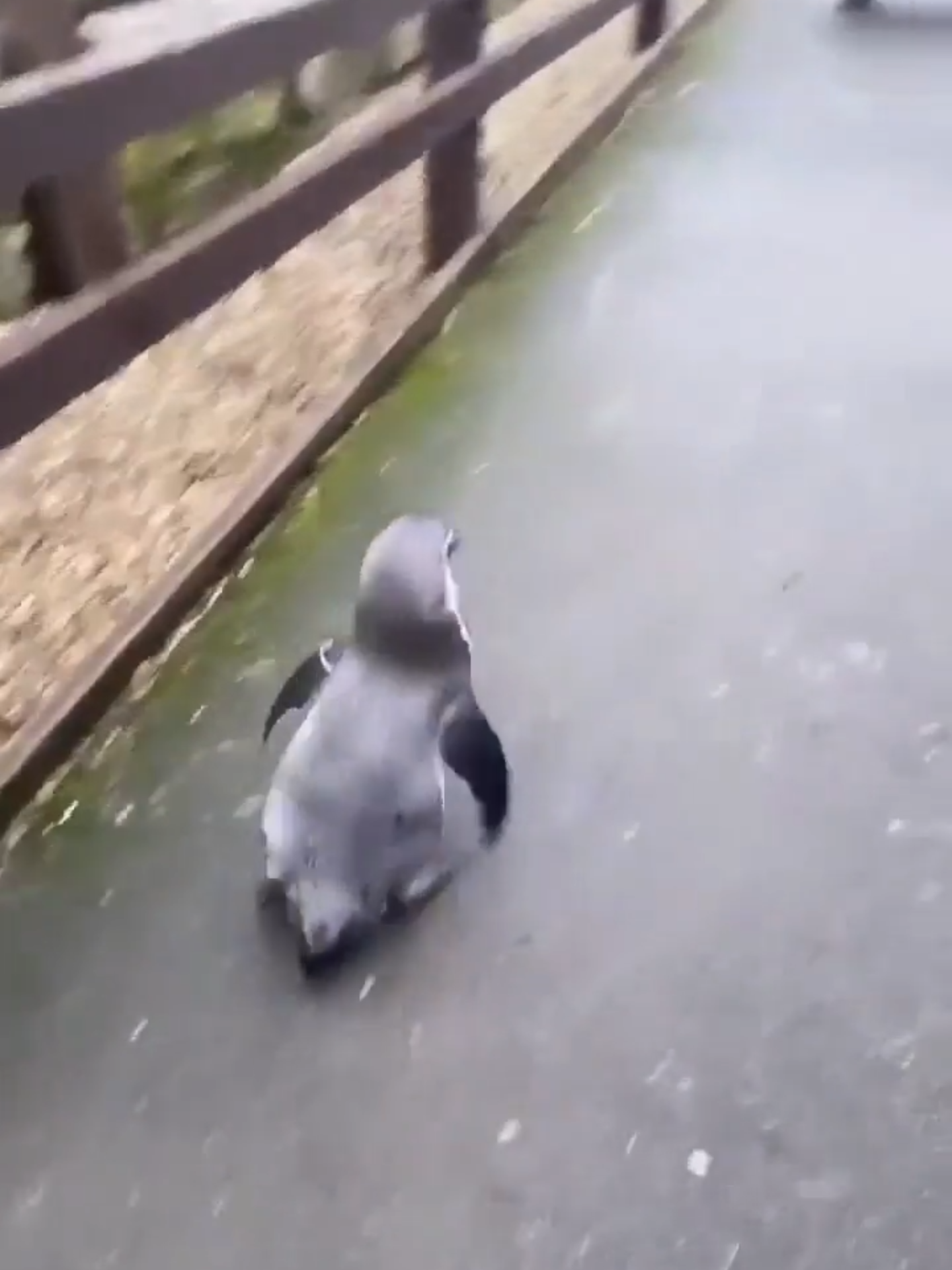 Happy Penguin Running to Friend #penguin #happy #Running #fyp