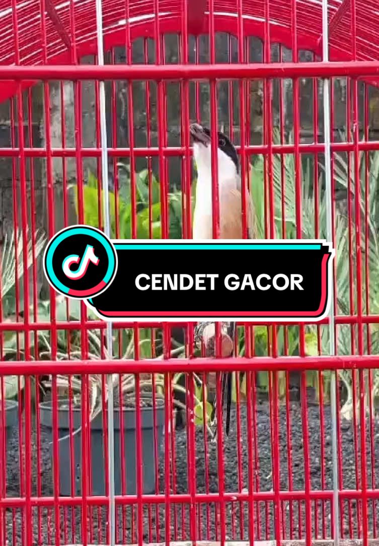 CENDET GACOR #kicau #kicauburung #kicaumaniajatim #kicaumaniabandung #kicauanburung #kicaumaniajateng #cendet #cendetmaniaindonesia #cendetjatim #cendetmanianusantara #cendeters #cendetmadura 