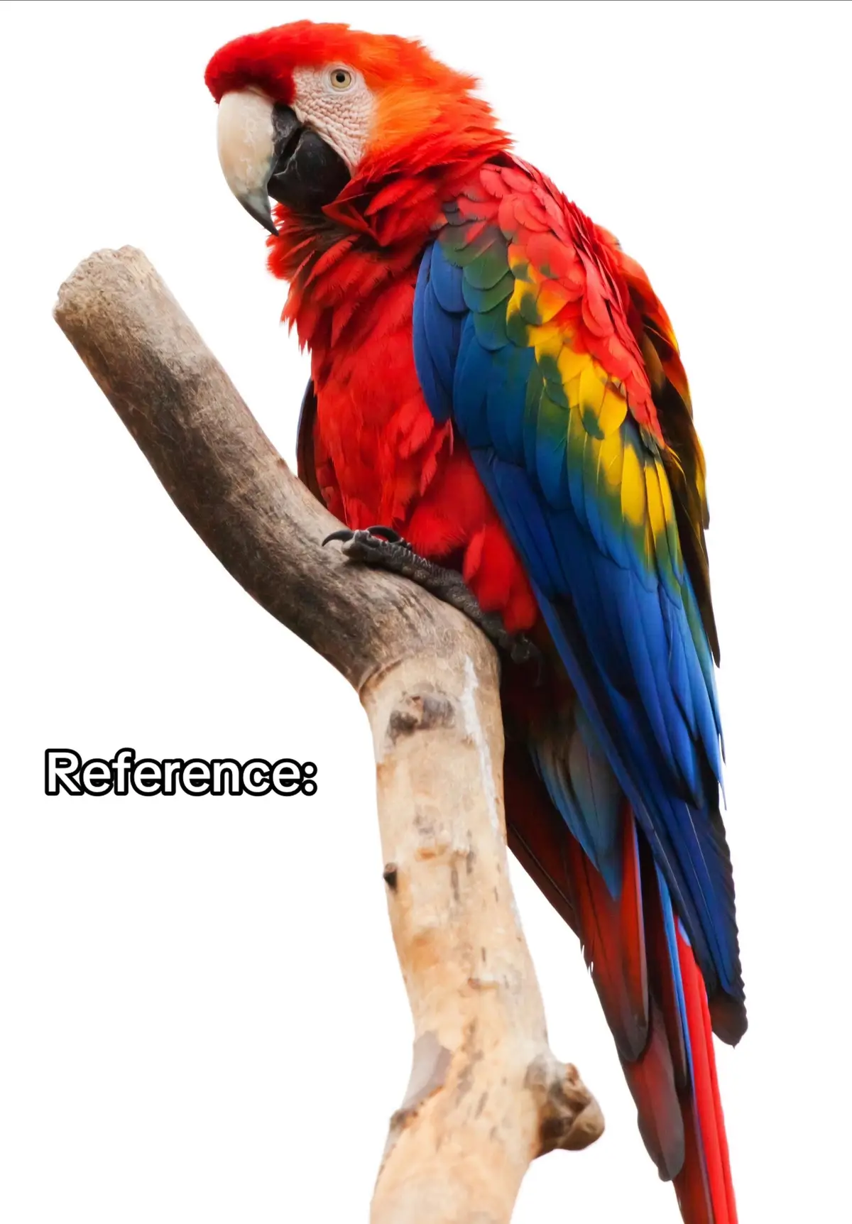 What are your favorite birds? I might draw one next #art #artist #drawing #draw #artkid #drawingvsreference #guessthedrawing #realorcake #isitcake #isitreal #fyp #fypシ 