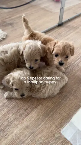 15. Top Care Tips for Your Maltipoo Maltipoos require special care to keep their coat, eyes, and overall health in perfect condition. Here are the most important things to keep in mind! 1. Regular Brushing Maltipoos have long, silky hair that tends to tangle easily. To prevent matting, brush them daily using a soft brush and detangling spray for easier grooming. This keeps their coat smooth and prevents discomfort. 2. Bathing & Coat Care Bathe your Maltipoo once a week using a mild dog shampoo—we recommend San Bernard. Don’t forget to apply a conditioner to keep their hair soft and shiny. After bathing, always dry their coat completely with a low-heat blow dryer to avoid skin irritation. 3. Eye Care Maltipoos are prone to tear staining, which can cause discoloration around the eyes. Gently wipe the area with Eye Envy or message us privately—we’ll share our exclusive secret method for keeping tear stains under control! By following these simple tips, your Maltipoo will always look and feel their best! 🐶✨#fyp #foryou #maltipoopuppy #breedingprogram #maltipoousa #cavapoopuppy #toypoodle 