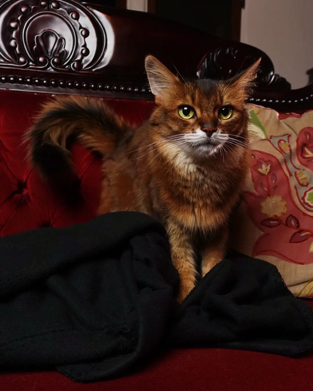 I needed some portraits of Summer, both inside and outdoors, for a couple of  posts on her blog, and I always wind up with extras. So I thought I would share a few of them here #cats #catsoftiktok #catportrait 