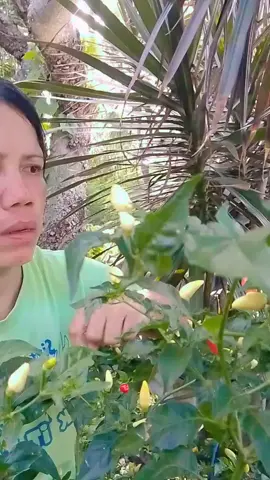 magnanakaw 😂#fyp #foryoupage 