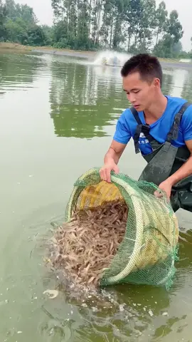 EL PEQUEÑO GIGANTE QUE MUEVE LA ECONOMÍA CHINA: EL CAMARÓN Puede que lo veas pequeño, pero el camarón es uno de los gigantes silenciosos de la economía china. En los últimos años, la industria camaronera del país ha pasado de ser una pesca artesanal a convertirse en una megaindustria tecnificada. Estanques artificiales, sensores, alimentación automatizada y control de bioseguridad son ahora parte del día a día en miles de hectáreas dedicadas al cultivo intensivo. China no solo es uno de los principales consumidores, sino también uno de los mayores exportadores de camarón del mundo. Y si alguna vez has comido camarones congelados, empanizados o en sushi… probablemente vinieron de una granja china. Esta industria no solo genera millones en exportaciones, sino que ha transformado la economía rural de las zonas costeras, creando empleos y promoviendo el desarrollo sostenible. Todo gracias a un crustáceo diminuto… que ha demostrado tener un peso enorme en la balanza económica mundial. #camaron #acuicultura #economiachina #mariscos #industriaalimentaria #exportaciones #camaronchino #produccionacuicola #granjasdecamarones #chinafoodindustry #sostenibilidad #acuiculturamoderna #bioseguridad #cultivointensivo #camarontecnificado #crustaceos #pescadorymariscador #alimentacionglobal #desarrollorural #tecnologiaagraria