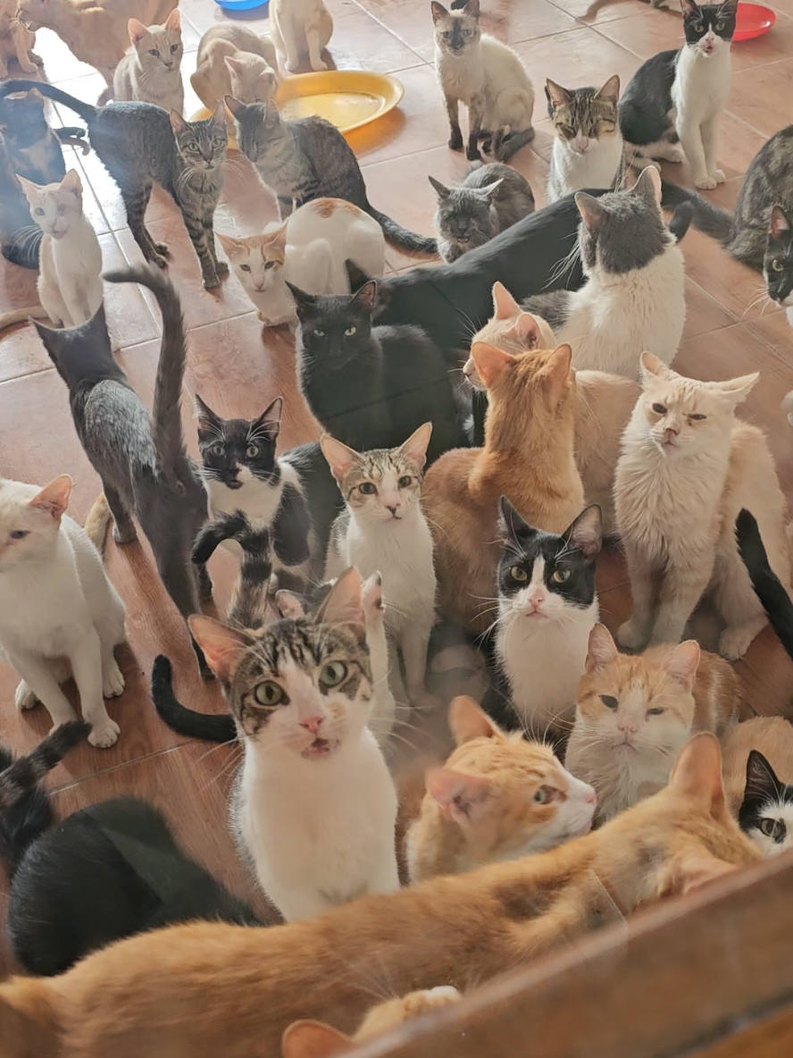 La mejor decisión de mi vida 🥰 #resCATaditos #gatos #gatitos #adopcion #cat #rescates #albergue #paratiiiiiiiiiiiiiiiiiiiiiiiiiiiiiii #fyp #hoobastank #thereason 