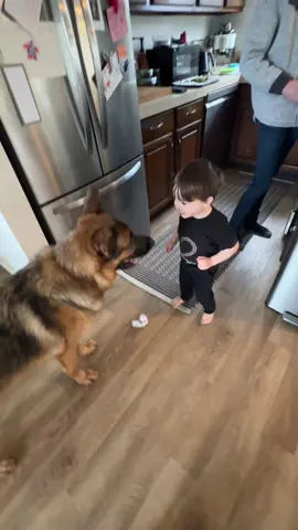 Porter knows how to start the record player and loves dancing to my bossa nova albums 💃🏻🕺#toddlersoftiktok #toddlerboy #germanshepherd #gsd #toddlersanddogs #toddlersanddogs 