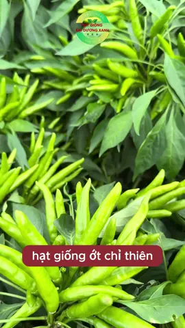 Hạt giống ớt chỉ thiên siêu trái #hatgiong 