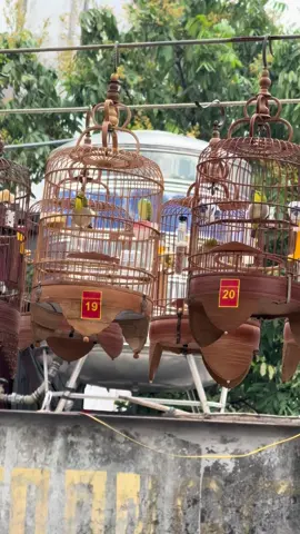 Cụt gập đối thủ kk