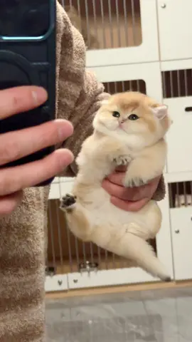 😍put me down～meow～#goldenshaded #bluegoldenshaded #kitten #pets 