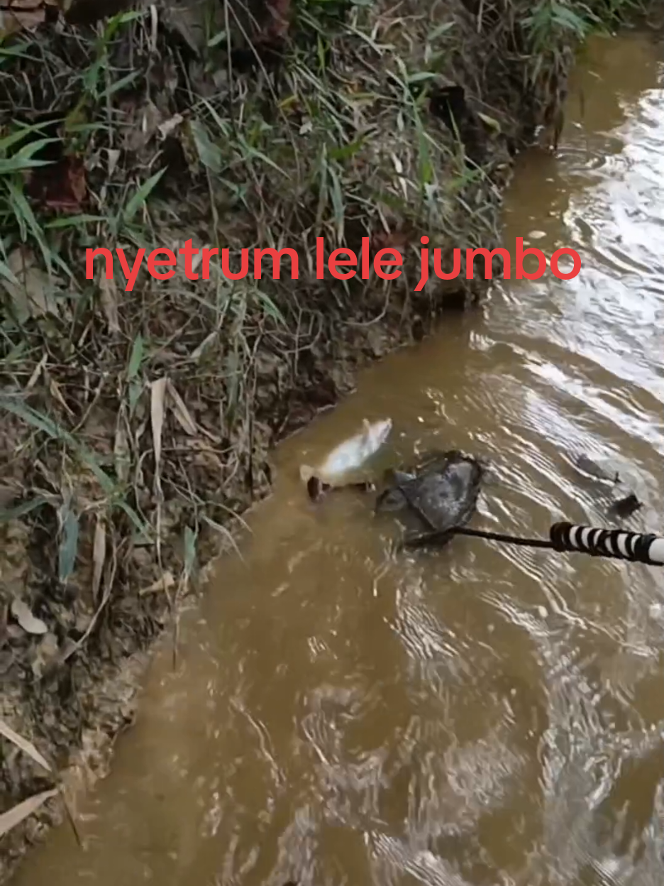 nyetrum lele jumbo sampai tumbang setrum pdc rakitan #setrumpdc #fishingvidideos #fish 