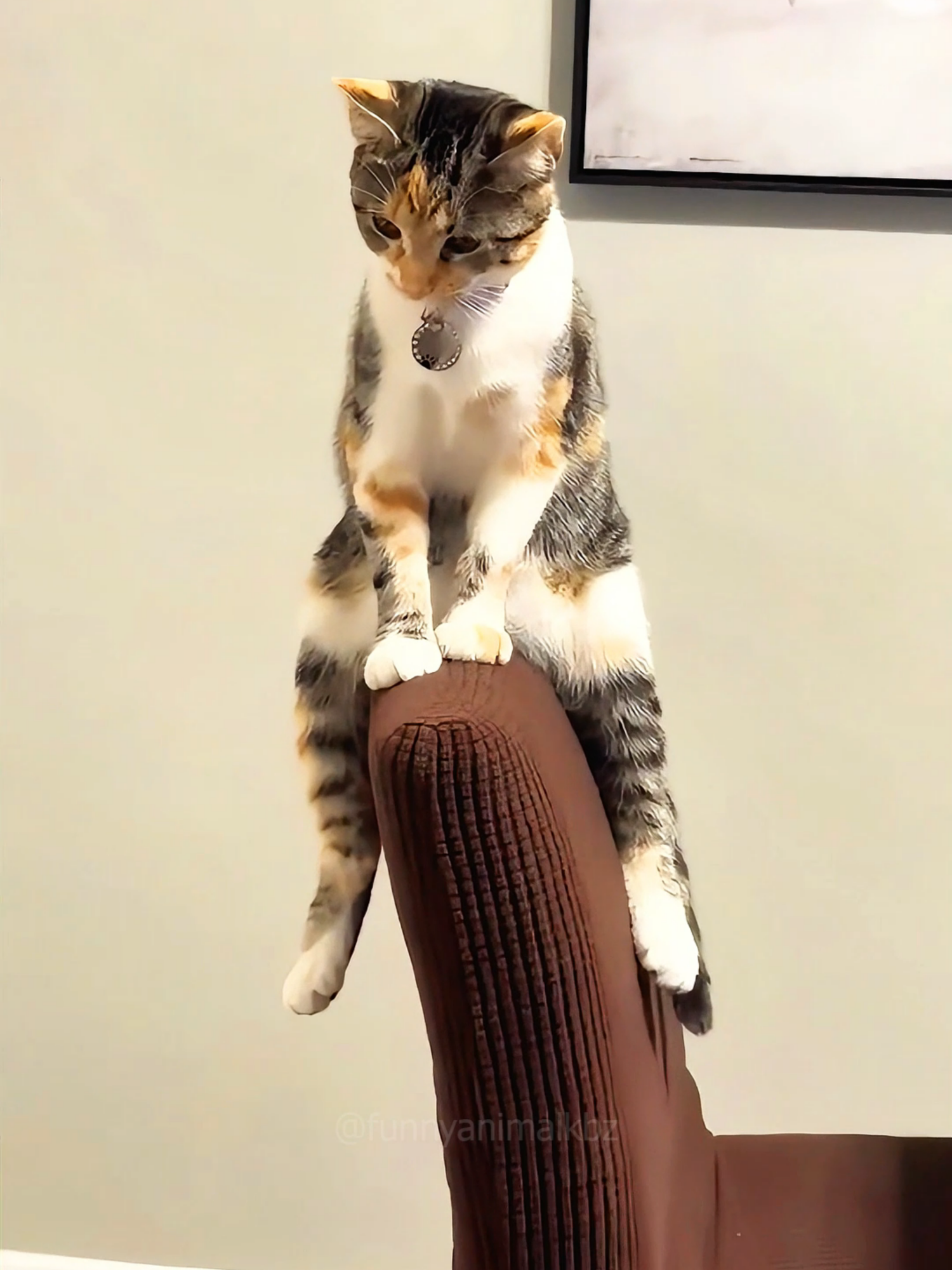 Cat core 😂😂 episode 728 #funny #pet #animals #cat #core #catsoftiktok #fyp #foryou #funnyvideos #😂😂😂 #kitty