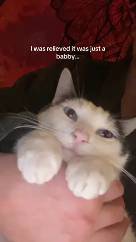 everyone said to put boba to this sound so here u go! thankyou for 5k! 💗 #catsoftiktok #boba 