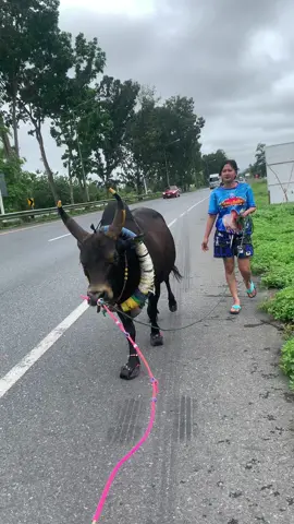 #วัวเงินล้านกลับควานคู่ใจ🤪❤️ #บักร้าย #โหนดเเซมเพชรดาราชัย #ลูกบ้านใจเกินร้อย💯 #ฟีดดดシ 