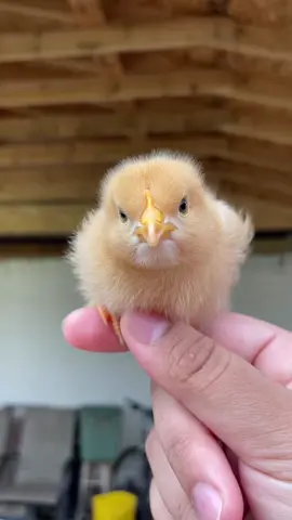 Look at this cutie 🐥 I’m obsessed with chicks 🧡 #chickenlover #adorable #pets #animallover #followers😘 #cute #chickens #chicks #backyardchickens #obsessed #petlover #fyp #dailyvideo #orpington #cuteness 