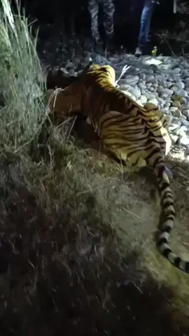 #nepalitiktok #foryoupage # tiger rescue 