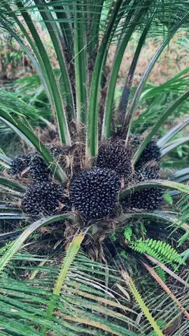 sk5 sriwijaya dg pesonanya...#sawitontiktok #sawitfyp #sawit #damimassejahtera 