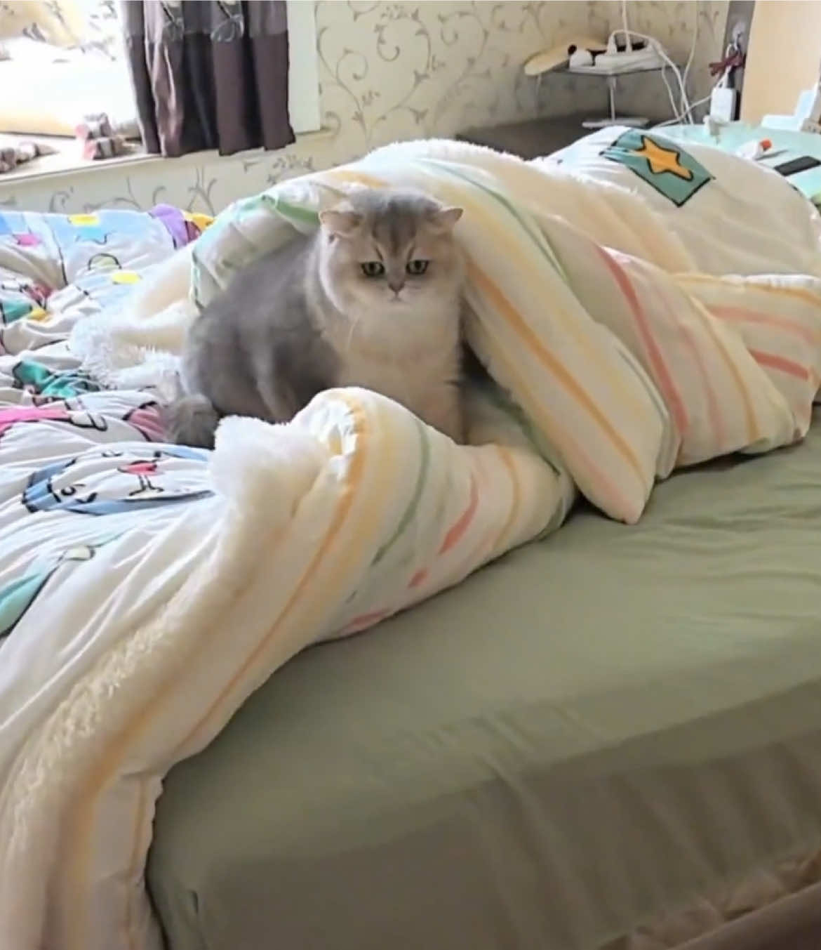 A kitten just woke up.#kitten #cat 
