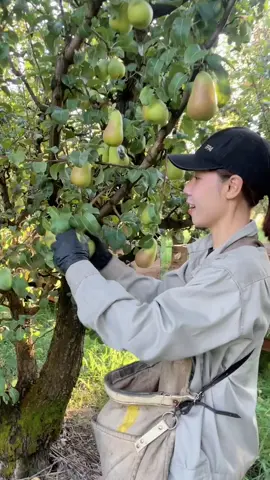 Hái lê ở Úc! #visa462 #australia🇦🇺 #farmer #462 
