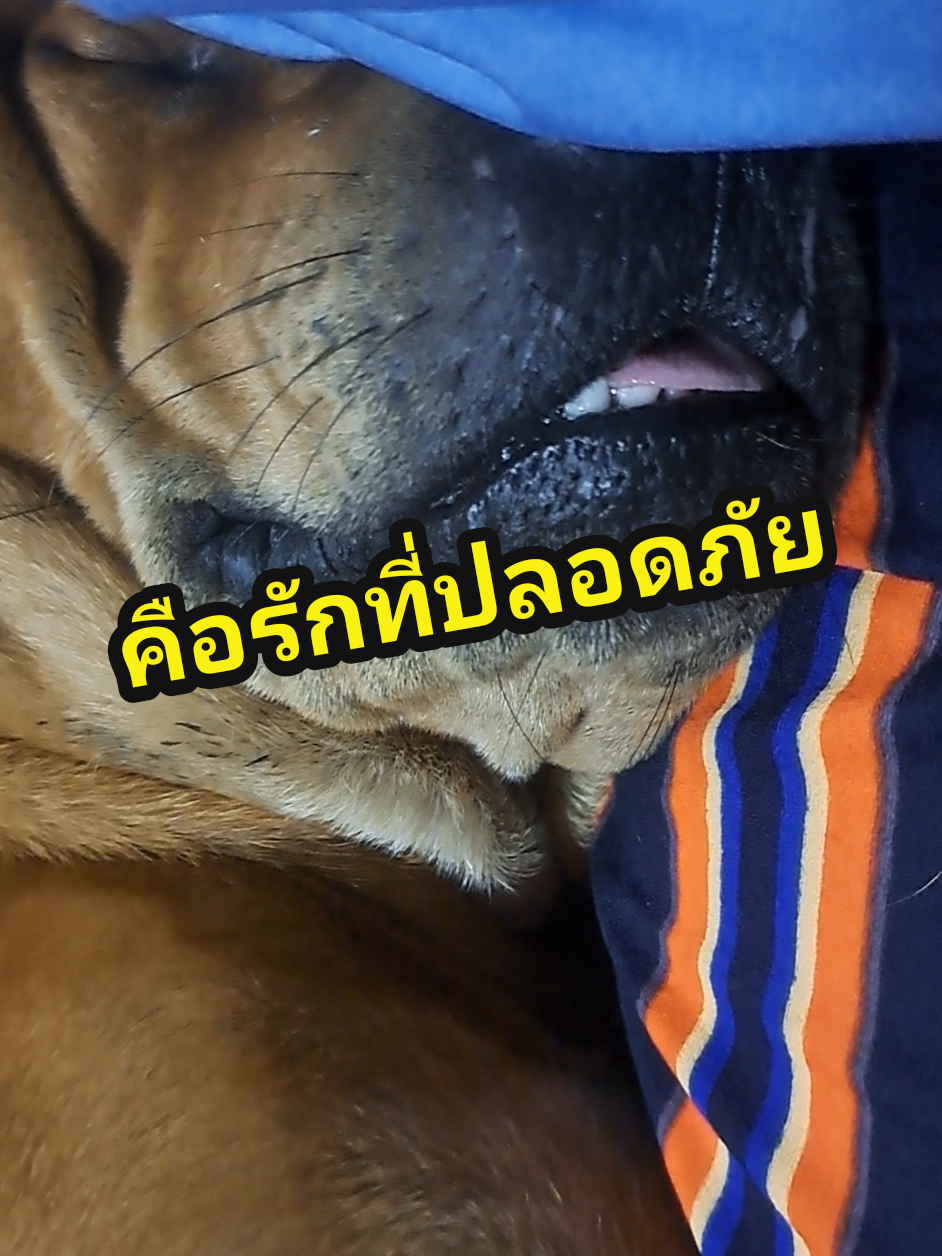 รักที่ปลอดภัย 🏡♥️🐶 #สี่ขาห้าตัวแอนด์เดอะแก๊ง #ฟีดดดシ #หมา #fyp #หมาดื้อ #สวนสัตว์tiktok #สัตว์เลี้ยงtiktok #สัตว์เลี้ยงน่ารัก #สี่ขาห้าตัว 