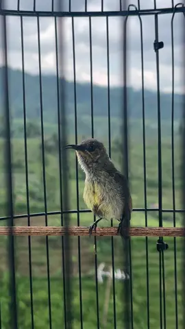 Mesin jahitt by konin ijoan #konin #kolibri #koninmania #kolibrininjaindonesia #koningacor #kicaumanianusantara #kicaumania #burungkonin #koninngobra #fypシ #fyp 