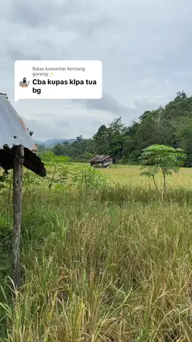 Membalas @kentang goreng✨ pisau dapur tajam dan tebal harga terjangkau  #pisauset #pisaumurah #pisaudapur 