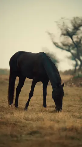 Forever addicted this kind of peace ✌️  #نیزہ_بازی_پاکستان #پنڈاں_والے #nezabazipakistan #nezabazi #viral #tiktokviral #tiktokviral #foryou #fyp #animal #tiktokviral #faizanbashir #viralvideos #horseriding 