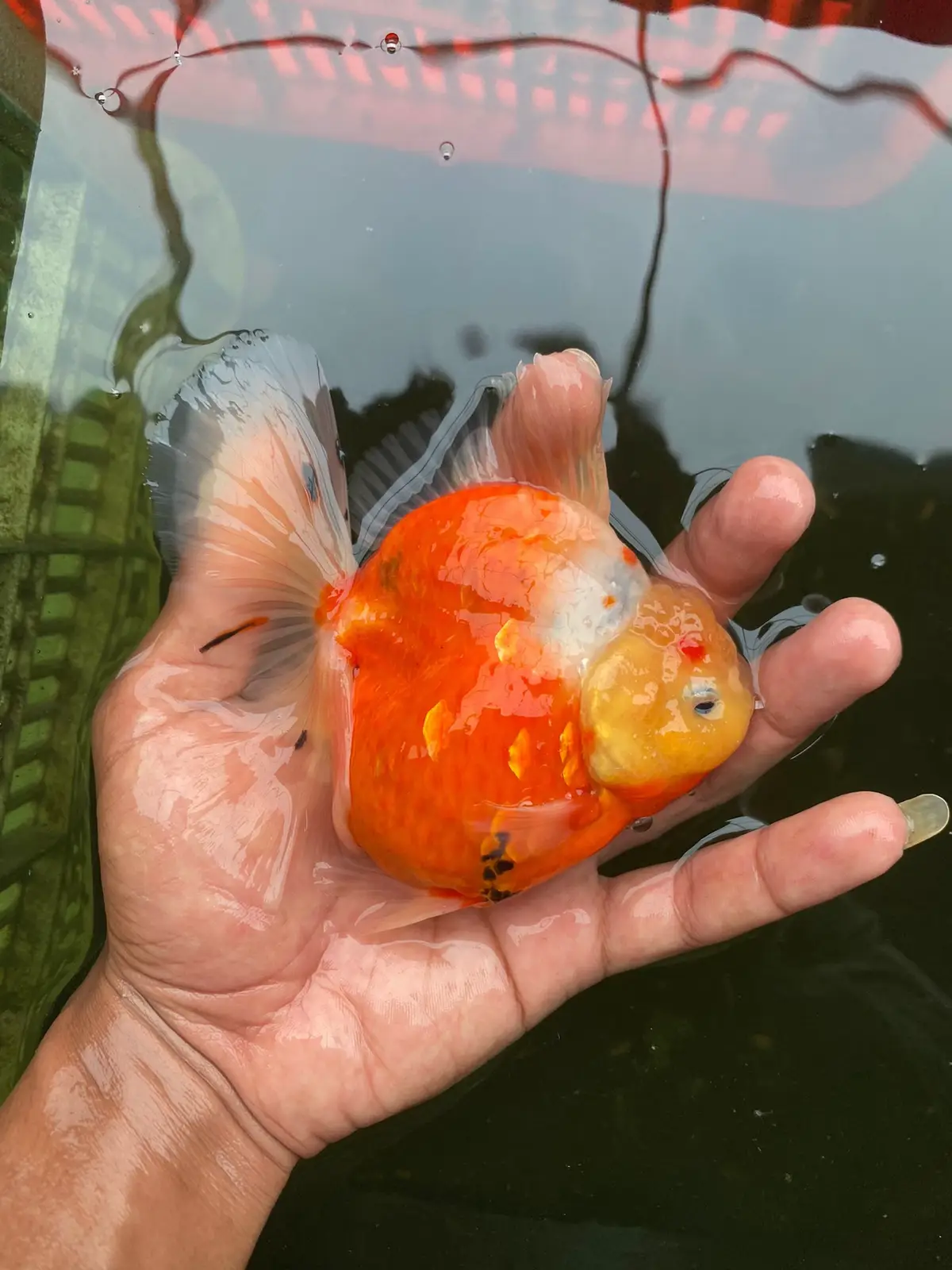 Rosetail 😍😍♥️   #kakek_fram #goldfish #fyp 