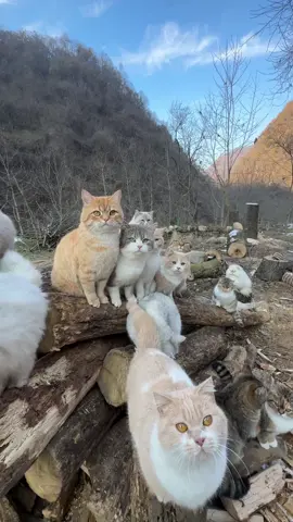 我们天下最最好  #小猫治愈世界 #谁能拒绝傻憨憨的小猫咪 #小猫是平淡生活的解药 #远离城市的喧嚣