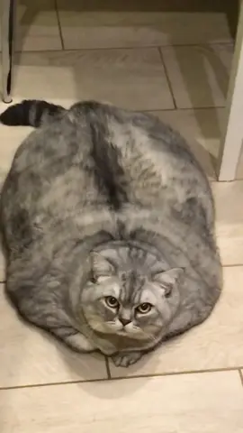 Such fat cat #funnyvideos #fyp #cat 