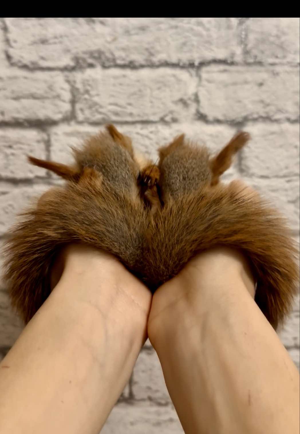 Подросли детишки 🥰 Хвосты распушили #tik_tok 