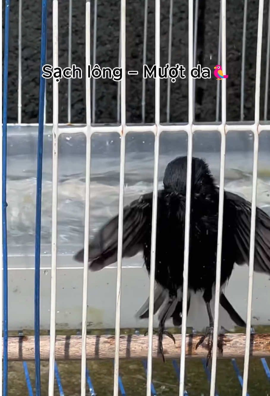 Trả lời @Annnnn BD Nước tắm BIRDCARE A99 🛁🦅 #nuoctam #nuoctamchimcanh #trending 