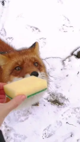 fox #fox #redfox #rescue #queen #wow #ex #relatable #trending #trend #you #usa #idea #omg #pet #puppy #asmr #animals #skincare #duet #dog #fyp #foryoupage #fypシ #fypage #goviral #humor #japan #kids #kiko #Love #lol #cute #viral #baby #beauty #nyc #meme 