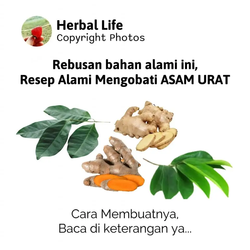 RESEP MENGOBATI ASAM URAT Bahan : • Daun salam 2 lembar • Kunyit 1 ruas • Jahe 1 ruas • Daun sirsak 3 lembar Cara : • Semua bahan cuci bersih  • Rebus dengan 3 gelas air jadikan hingga 2 gelas. • Minum sehari 2x.  #asamurat #rematik #resepherbal #ramuanherbal #obatherbal #herballife #tanamanherbal #tumbuhanherbal #herbal #herbalalami #drzaidulakbar #fyp #tipssehat 
