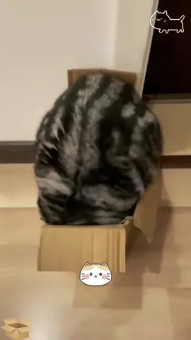 Cat and box 🤣#catsoftiktok #usa #fpy #foryou #funncats #catlover #funny