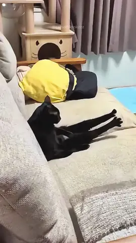 Funny cat video episode 457 #funny videos #funny #animals #funnyanimals #cat #funnycat #foryou #fyp #funnypets #🤣🤣🤣