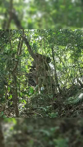 Build an Underground Bushcraft Cave For Survival in The Rain Forest - P4 #bushcraft #build #camp #camping #survival #shelter #Outdoors #outdoor #viralvideo #fyp #construction #wildlife
