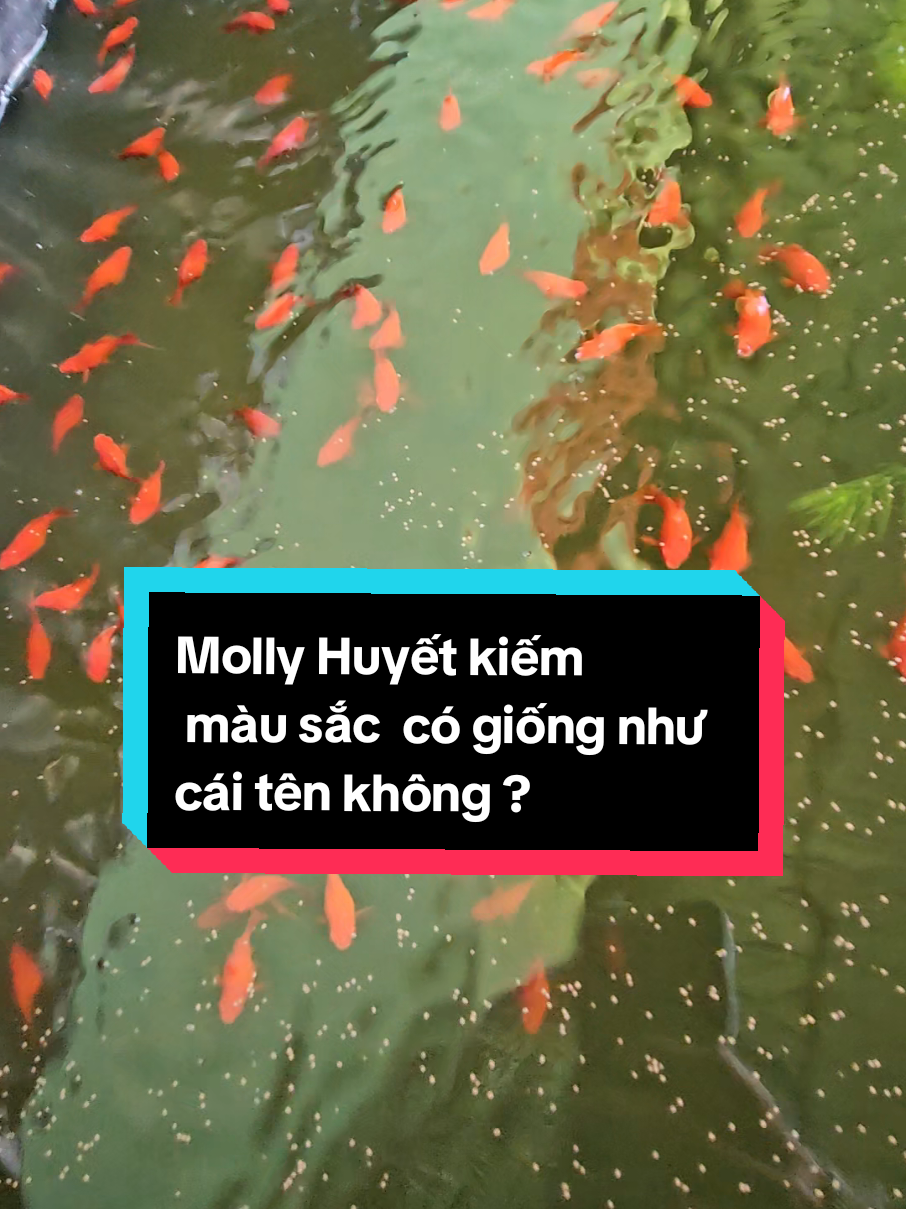 Molly huyết kiếm màu sắc có giống như cái tên không? thì đây. ở ngoài đỏ đậm hơn trên clip luôn ...#huyetkiem #socnguacanhtien #guppy #thuysinh #molly #yeutiktok #xuhuong #dammecacanh 