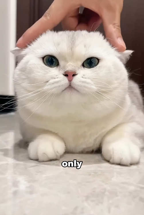 Cat facts you might not know #foryour #funny #animals #cat #cute #tiktok #fyp 
