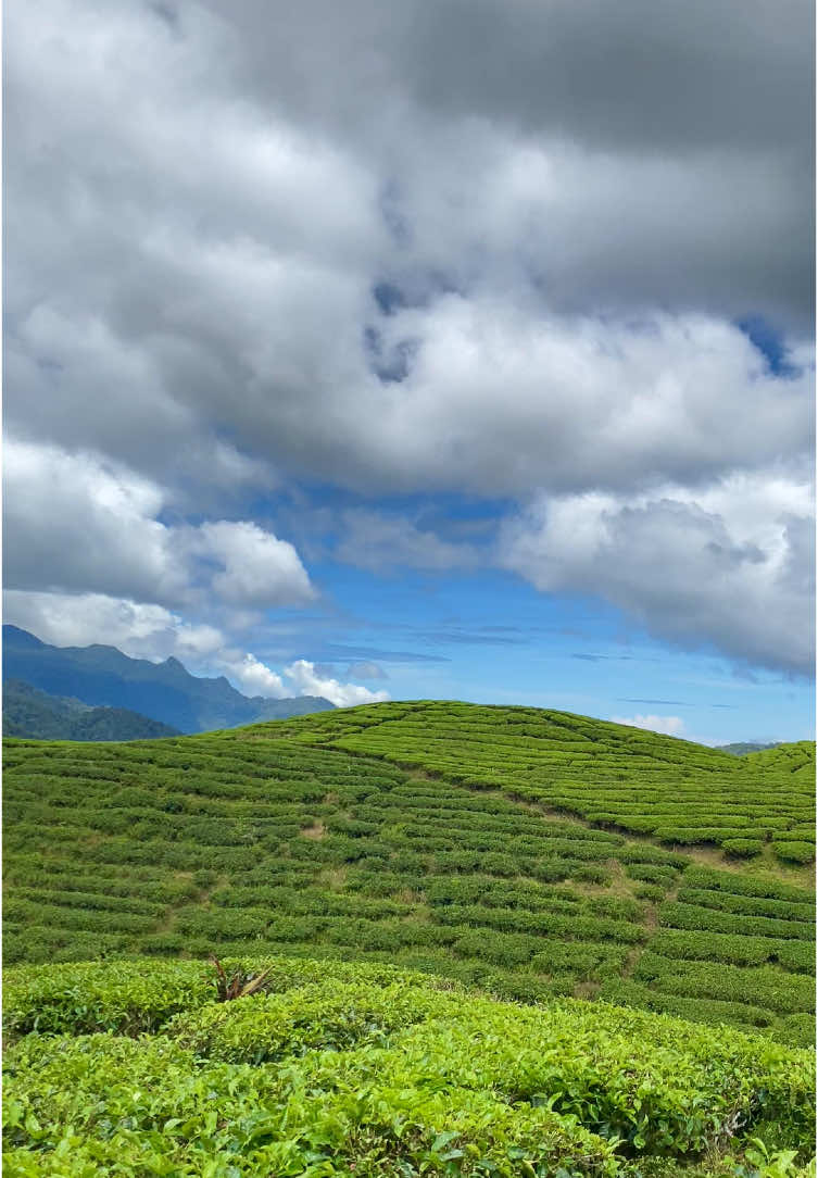 Percaya gak, aslinya seindah ini?🤭 #kebunteh #alahanpanjang #bluesky #green #fyp #fyppppppppppppppppppppppp 