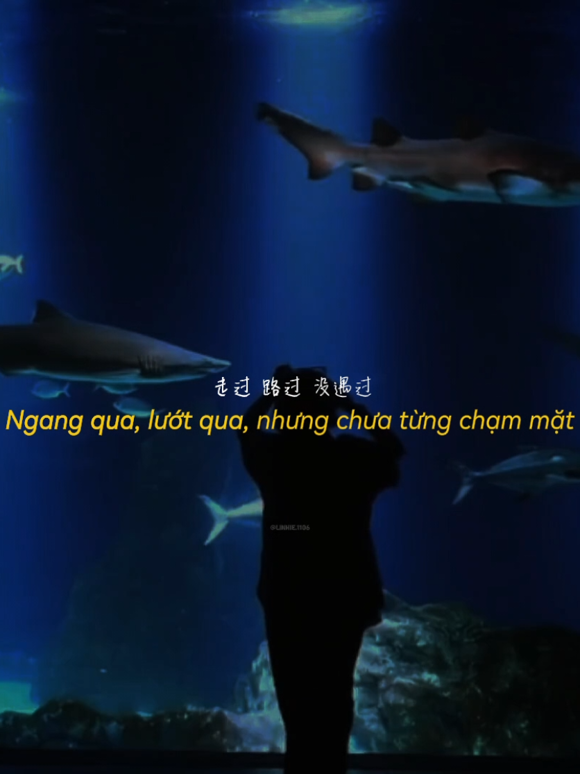 song: người yêu bỏ lỡ #nguoiyeubolo #nhactrung #douyin #lyrics #xuhuong #tnlcorner 